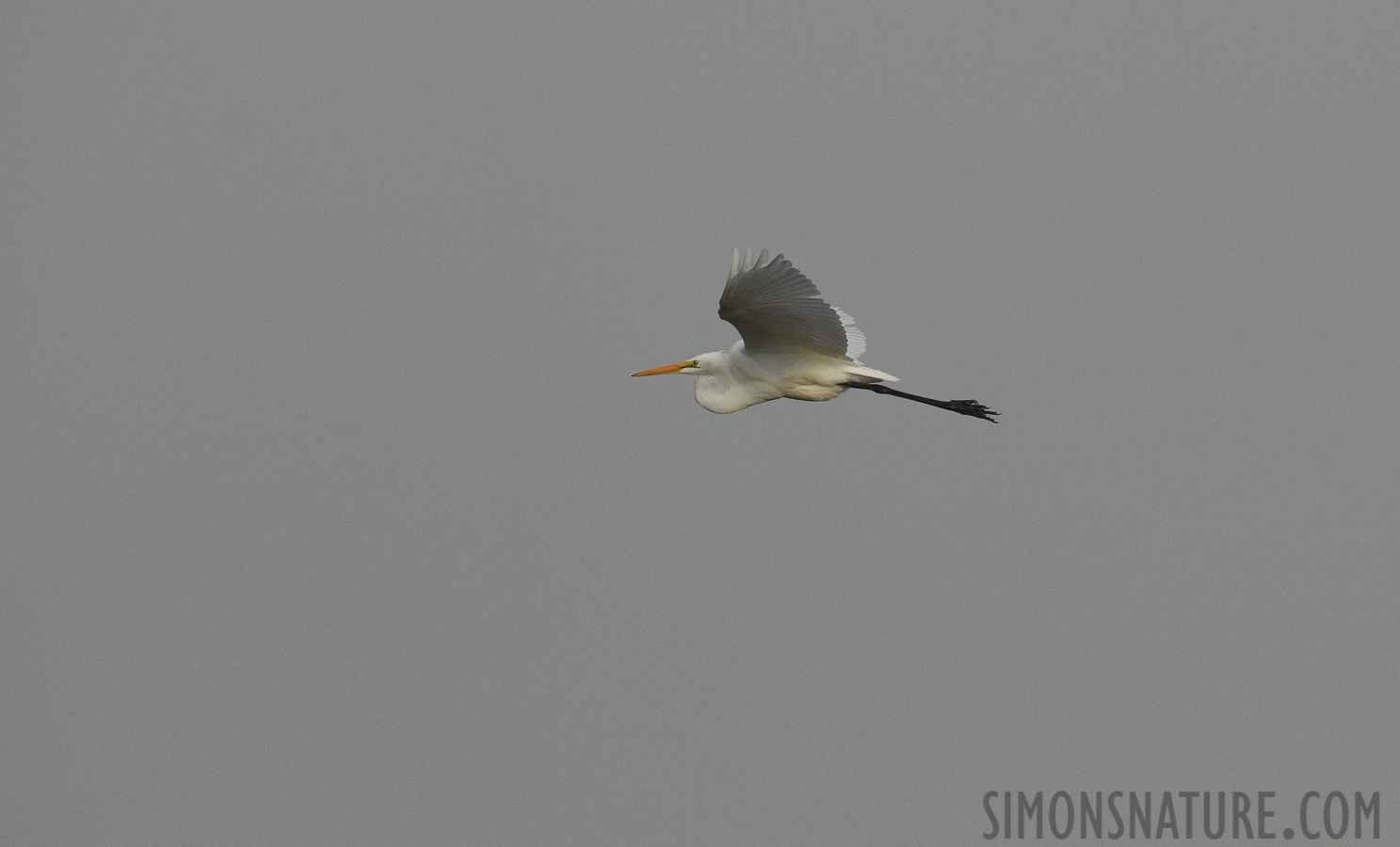 Ardea alba egretta [400 mm, 1/3200 Sek. bei f / 8.0, ISO 800]